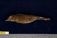 藏品(黃腹琉璃)的圖片
